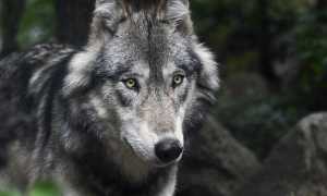 wolf 3241382 960 720