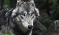 wolf 3241382 960 720