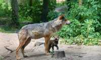 wolf 4606739 640