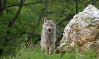 wolf 6319260 640