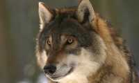 wolf 725380 960 720