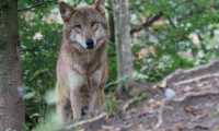 wolf 931227 640