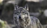 wolf g793ccda33 640