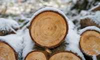 wood 3163292 640