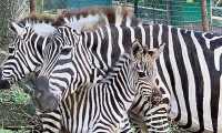 zebre