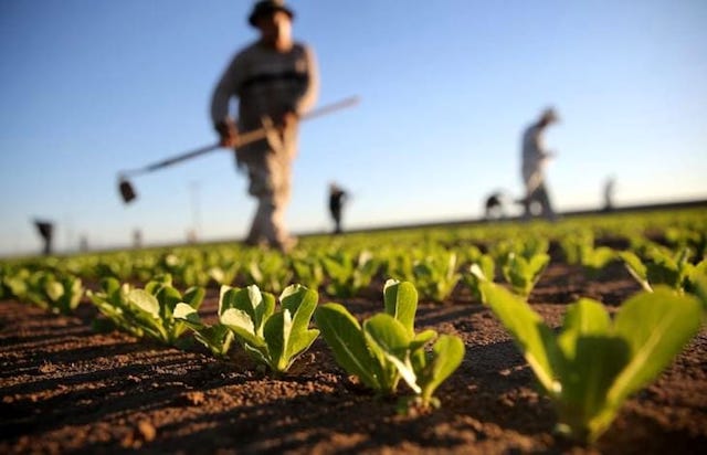 agricoltura