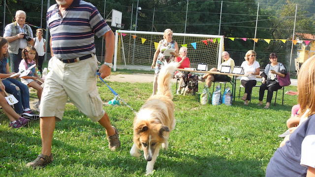 amico cane