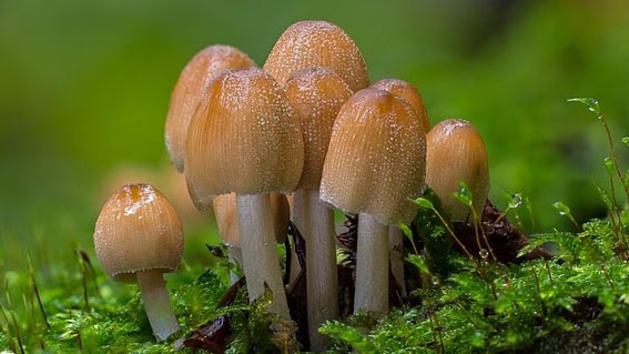 funghi foto