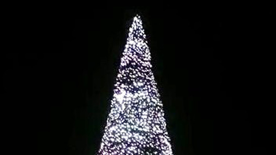 albero arona 2019