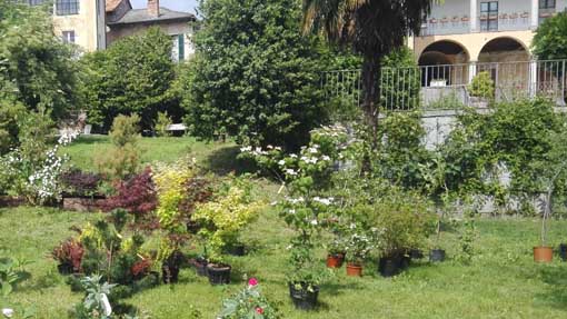 menta rosmarino 2018