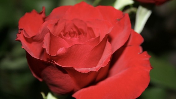 rosa rossa