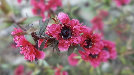 manuka