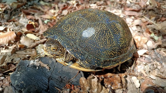 cerano testuggine europea