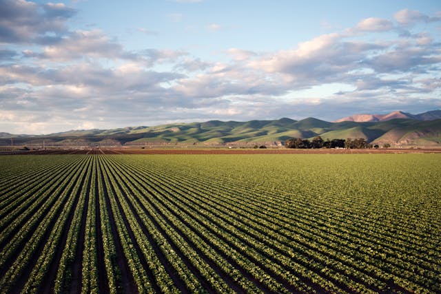 agricoltura campo