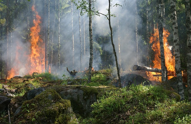 bosco incendio foto