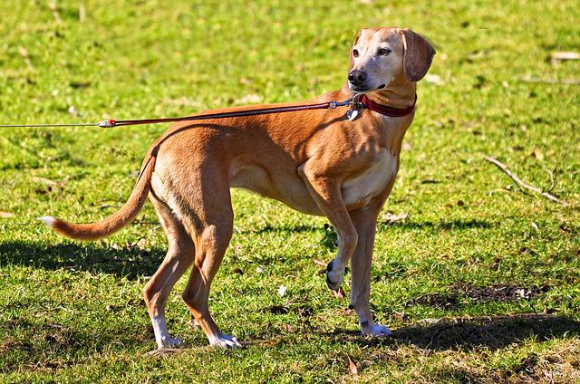 Cane
