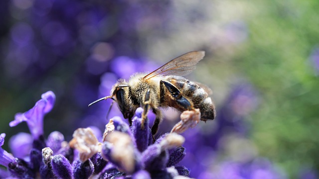 ape fiore polline biodiversità