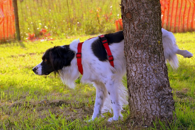 dog 1694209 640