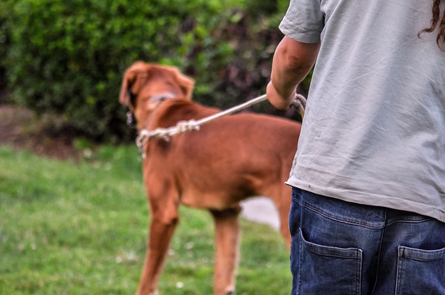dogsitter