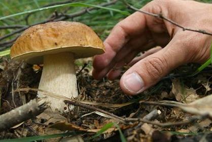 funghi