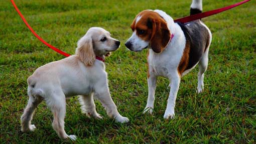 cani passeggiata