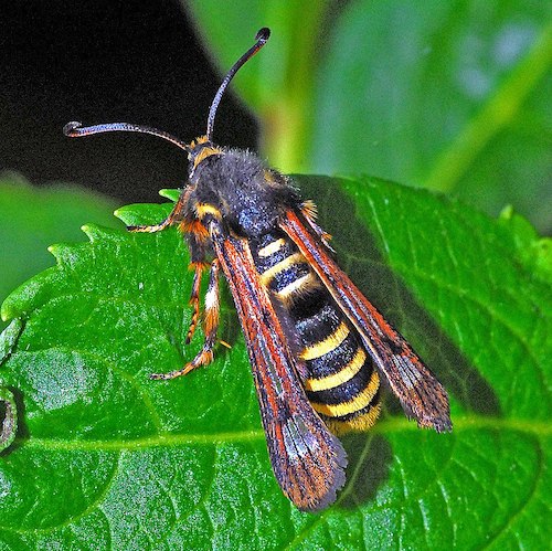 800px Sesiidae Pennisetia hylaeiformis female 001