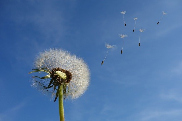 dandelion 463928 640