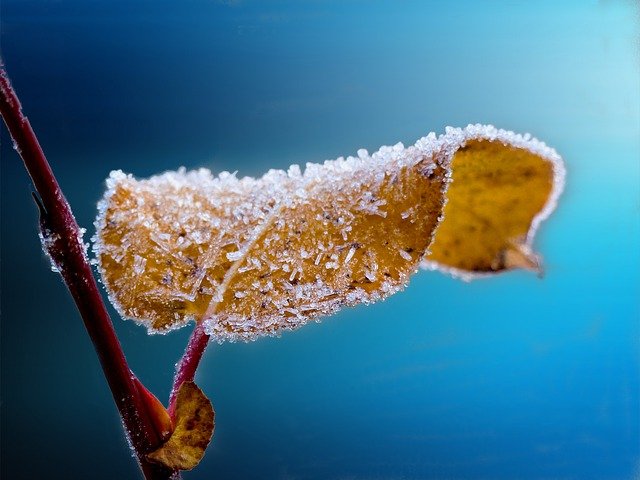 frosted 204921 640
