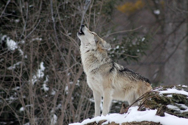 wolf g952bb2c32 640