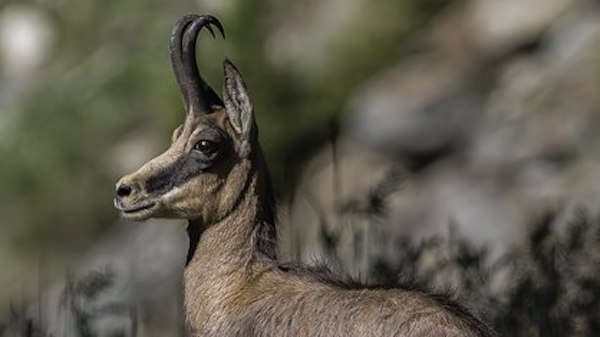 lossy page1 424px Camoscio delle alpi.tif