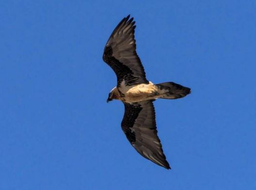 294684028 3258264814420054 7318224007627453369 n