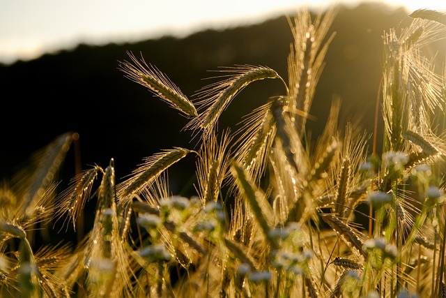 grain g197a45856 640
