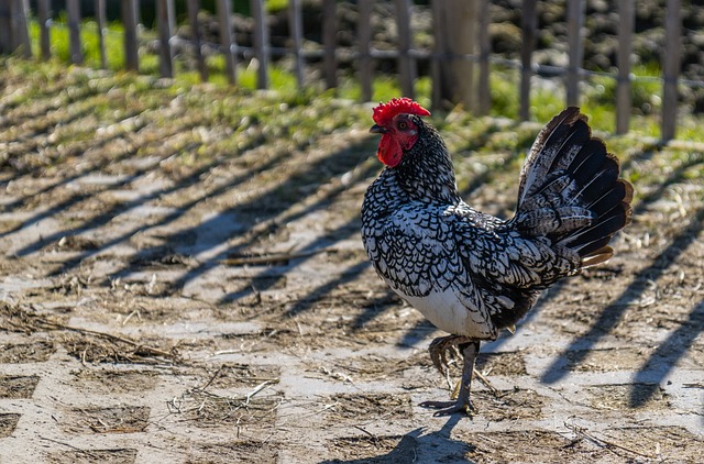 chicken 6174119 640