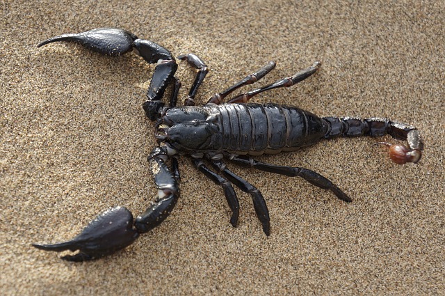 scorpion 651142 640 copia