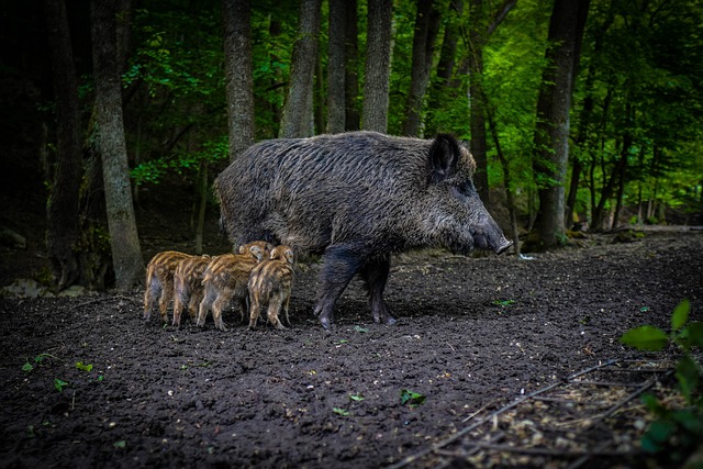 wild boar 5219619 640