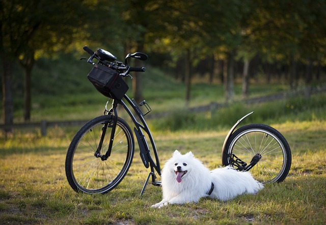 dog 5723355 640