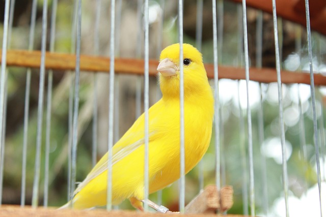 bird 5285011 640