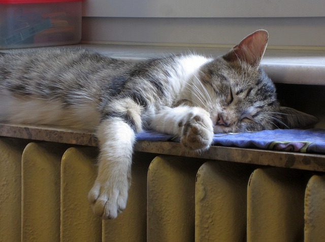cat 1760731 640