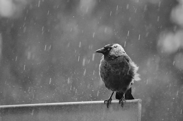 jackdaw 8249384 640