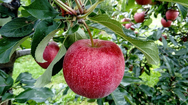 fruit 2740499 640