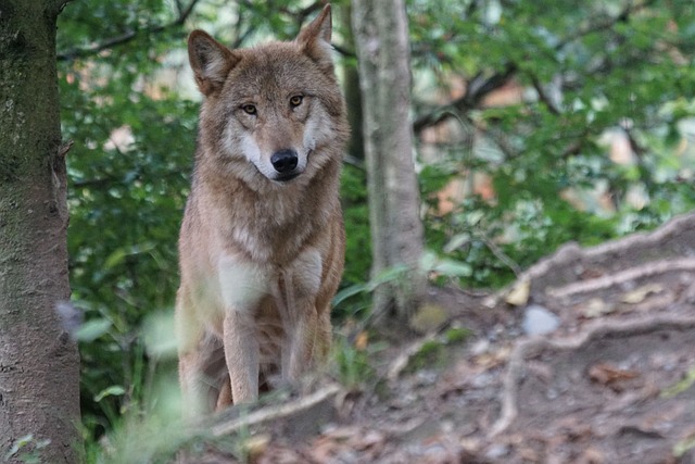 wolf 931227 640