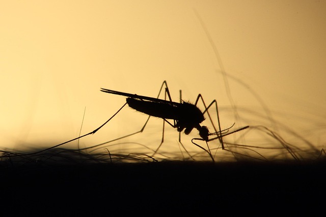 mosquito 3860900 640