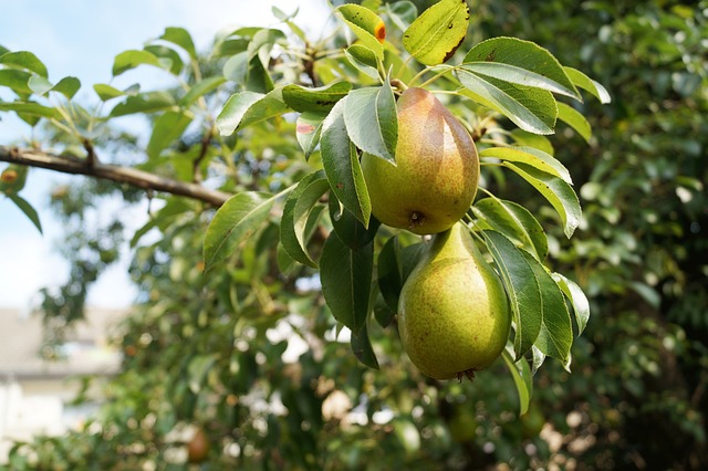 pears 1639117 640