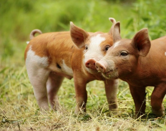 pigs 7649563 640