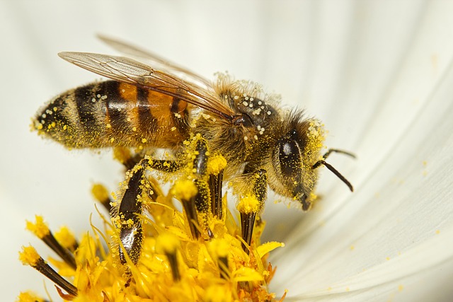 bee 7413333 640
