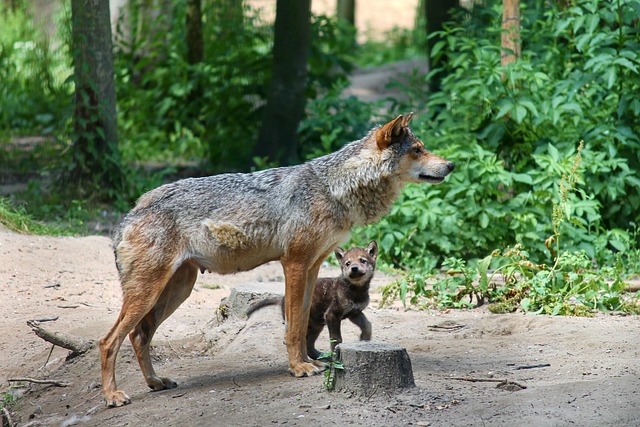 wolf 4606739 640