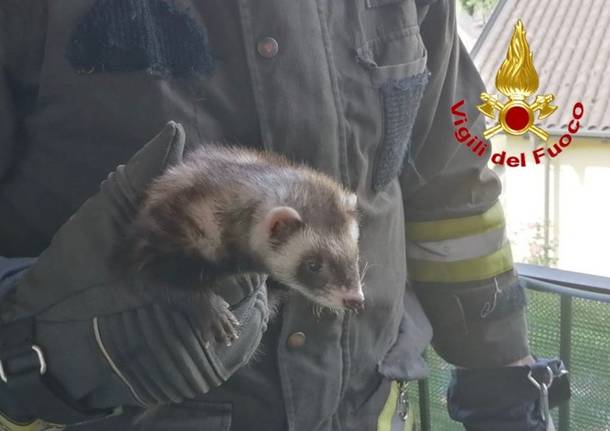 furetto