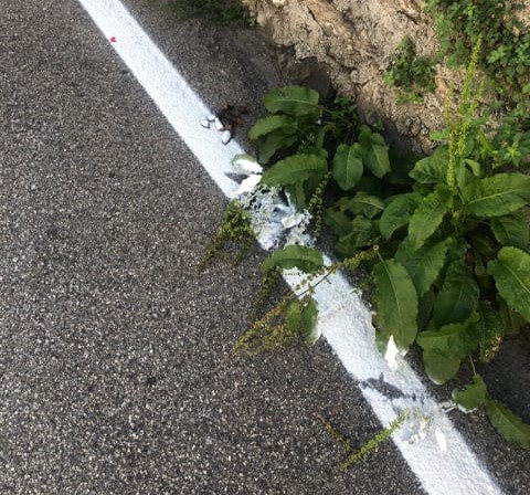 strisce
