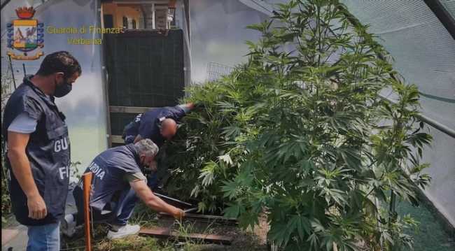 droga marijuana