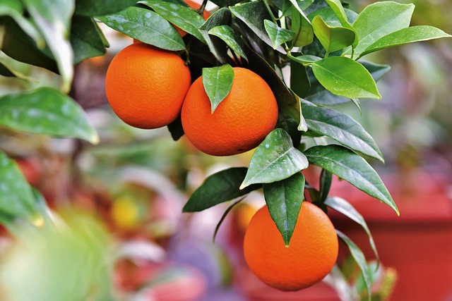 orange 3999581 640